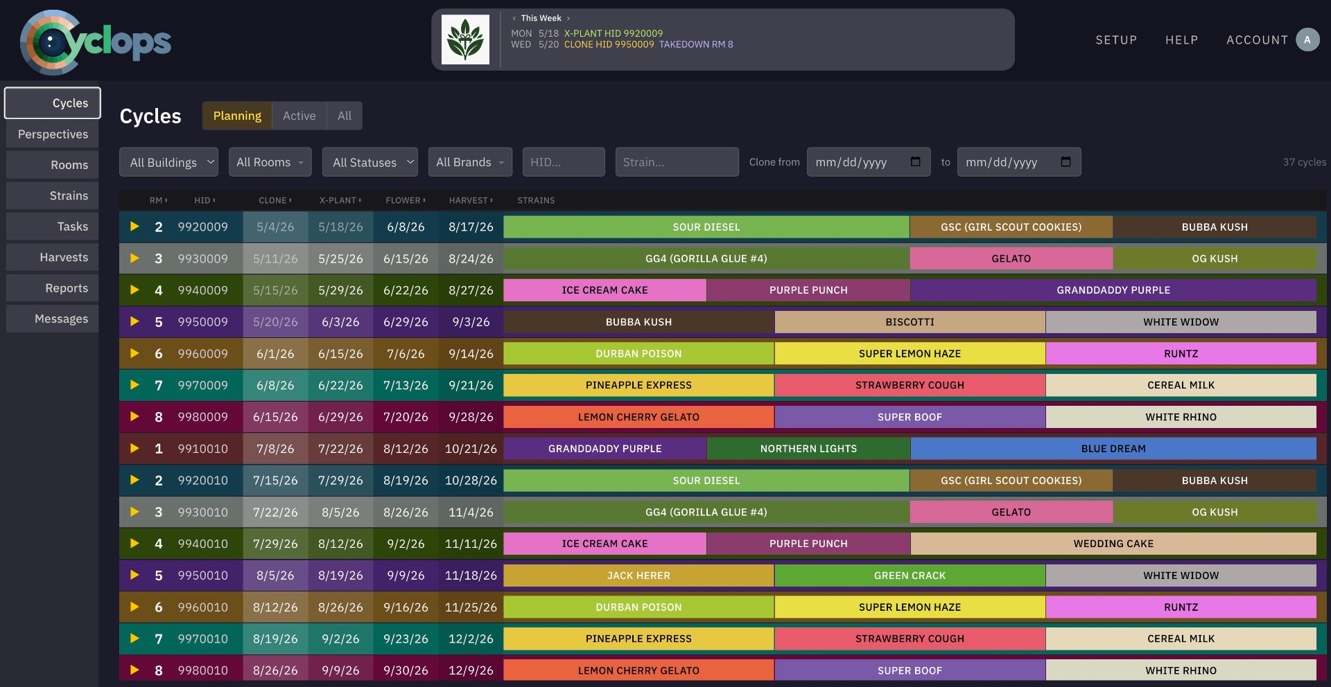 Cyclops cycles planning view showing 92 active grow cycles across multiple rooms with strain assignments