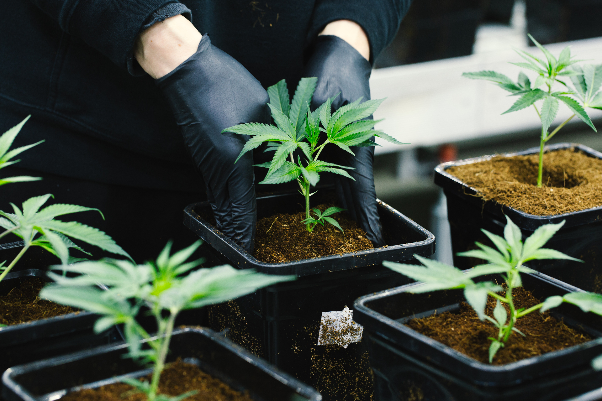 Cultivator transplanting a young plant into a fresh tray