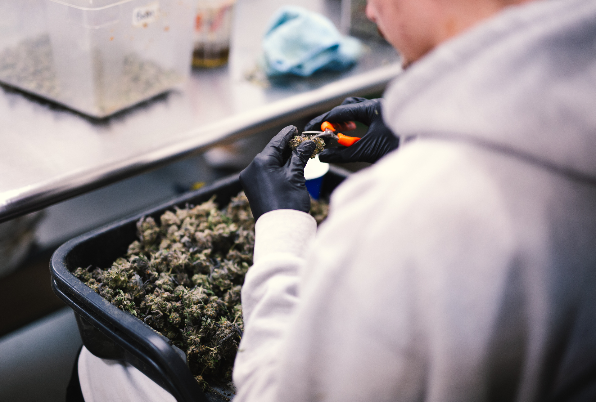 Worker in black gloves trimming harvested flower in a tray